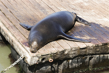 海狮懒洋地躺在木筏上晒太阳旧金山39号码头渔人码头的海狮已成为主图片