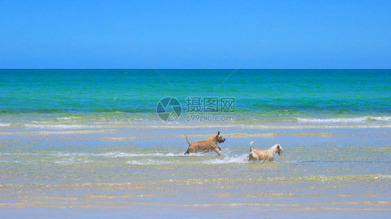 可爱的小猎犬在金色沙滩的浅滩玩耍图片