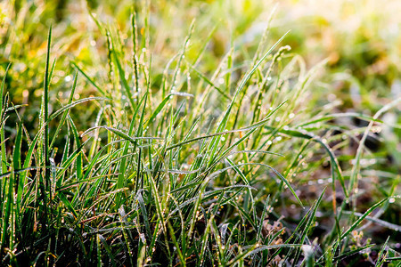 草地上沾满了露水早晨顶着太阳图片