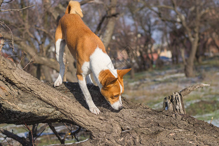 秋季天巴本吉狗在附近一棵树图片