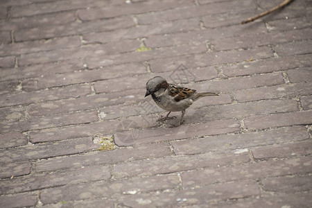 通常麻雀是小而丰满的棕灰色小鸟背景图片