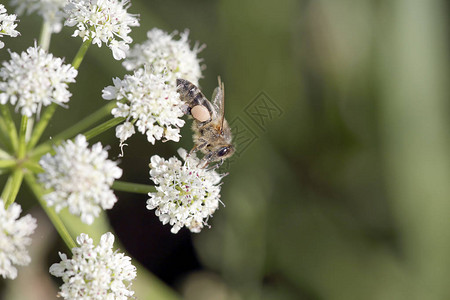 欧洲蜜蜂吸食花粉从葡萄图片
