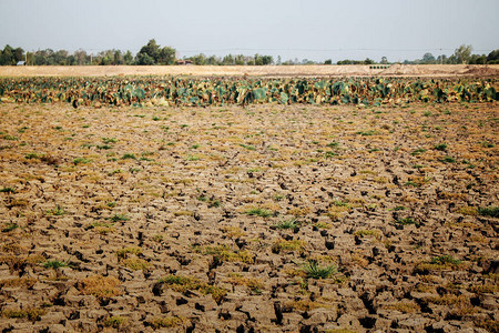 田地的干旱土壤图片