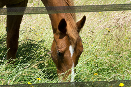 马在阳光明媚的草地上吃草图片