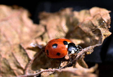 干叶上常见的红黑瓢虫图片