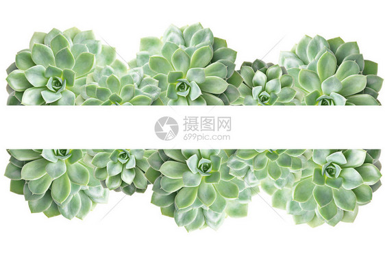 白上隔离的cactussucculent植物框架顶视图图片