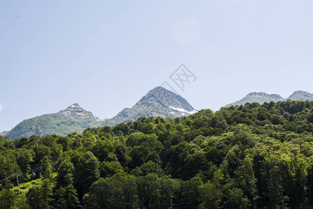 绿色森林和山的风景图片