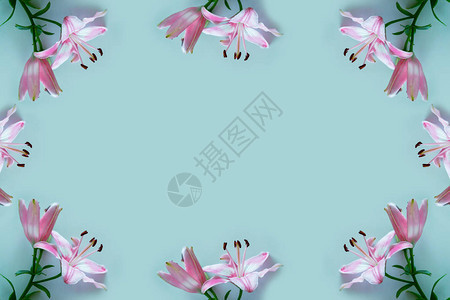 鲜艳的百合花卉背景图片