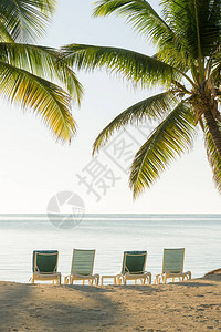 热带岛屿上的棕榈树在俯视海洋的沙滩图片