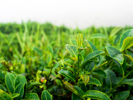 早上起来喝茶图片