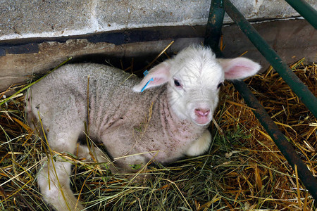 非常可爱的小羊羔图片