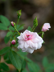 美丽的小粉红玫瑰图片