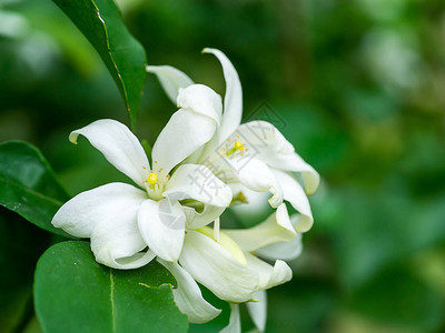 白橙茉莉花或中华盒花MurrayaAfris图片