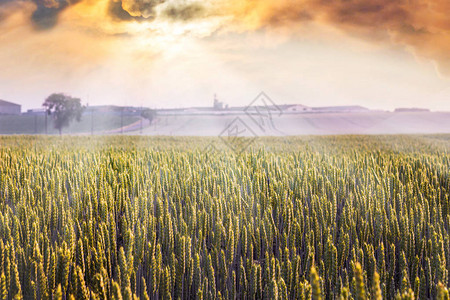 田野里的日出日落时的麦田谷物的种植图片