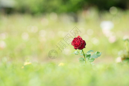 绿色美丽的红玫瑰图片