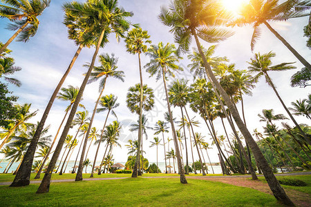 泰国热带岛屿上的椰子树和棕榈树图片