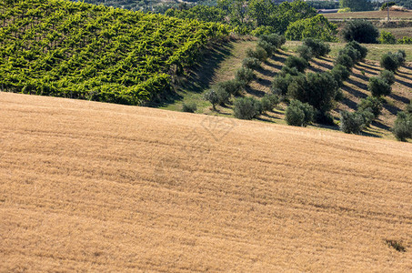 意大利Abruzzo滚动山丘上的橄榄园葡萄园图片