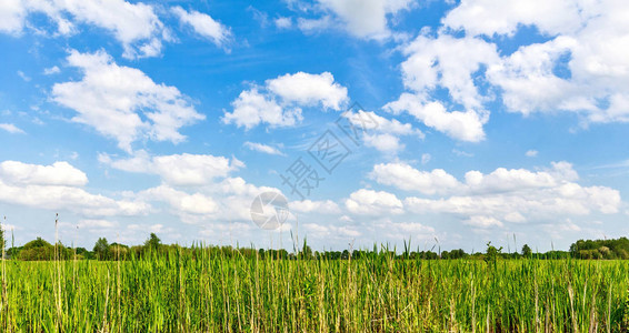 从绿草场的风景如画背景图片