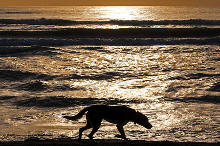 日出或日落时孤单狗沿水图片