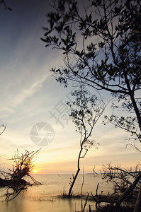 在令人惊叹的日落时风景的剪影图像与岸上倒下和孤独的红树林图片