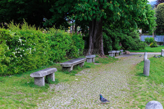 鸽子灌木和树旁的空石头凳子图片