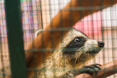 动物园笼子里的浣熊特写图片