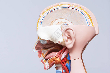 人体头部和颈部模型及显示内部器官部图片