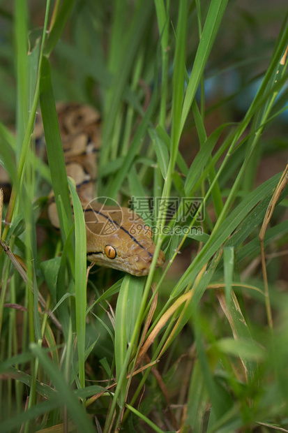 在绿草中近距离观察蟒蛇图片