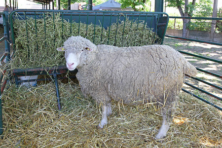 动物农场围栏里的一只大羊图片