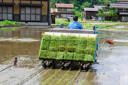 一名身份不明的日本农民在日本岐阜县白川乡用水稻种植图片