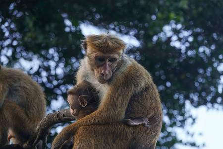 猴子妈抱着孩子在她怀里母猴图片素材