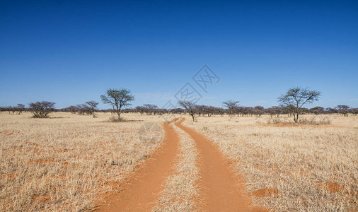 穿过南部非洲草原荒野的红沙图片