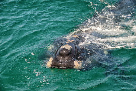 南非福尔斯湾好奇的幼年南露脊鲸特写镜头背景图片