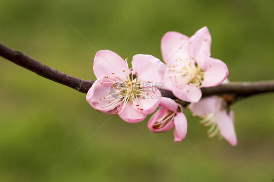 桃树开花图片