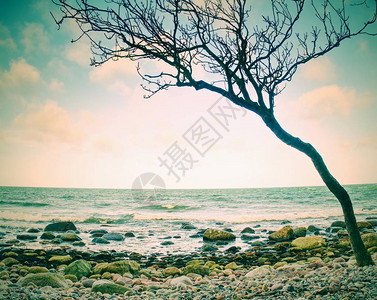 空荡的石质海岸线上的孤树图片