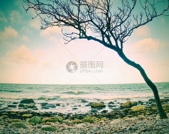 空荡的石质海岸线上的孤树图片