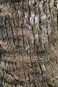 树皮棕榈树木材纹理图片