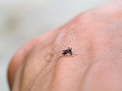 蚊子在皮肤上吸血图片