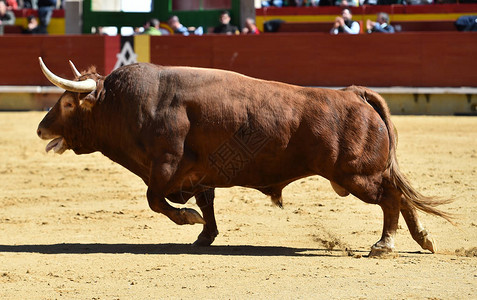 西班牙公牛长着大角背景图片