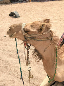 有一头长着嘴的米色强壮雄伟骆驼的轮廓图片