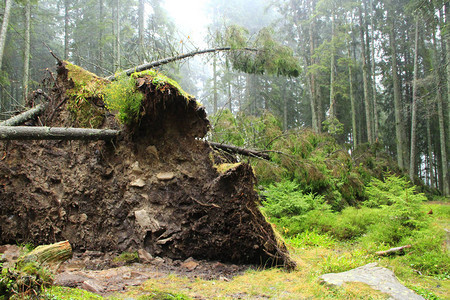 暴风雨中倒下的树根松树在狂风的冲击下倒森林中的自然灾害飓风在森林里堆积了大松树森林里有扭曲的图片