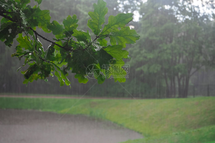 在倾盆大雨中湿漉的树枝雨背景图片