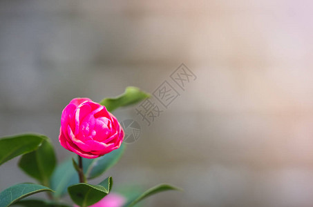 春天花园里脆弱的小粉红玫瑰图片