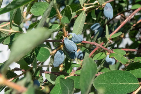 露尼加拉蜜莓蓝莓蜂蜜或甜莓在花图片