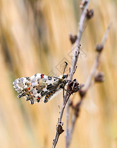 自然界中的蝴蝶背景图片