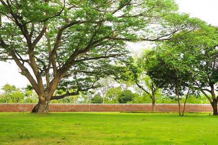花园和砖墙中的巨型绿树和绿草背景图片