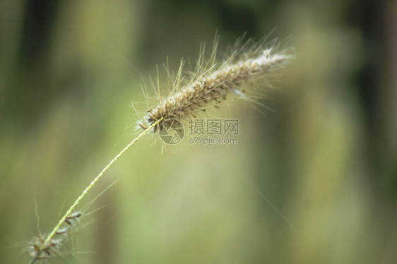 草花粉本质上是白色的图片