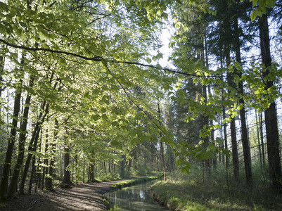 一条沿着溪流的森林道路被阳光照亮图片