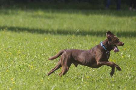 在野外跑狗犬有图片