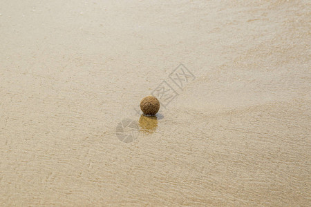 植物纤维从意大利Rimigliano自然海滩豹王星草的死地与图片